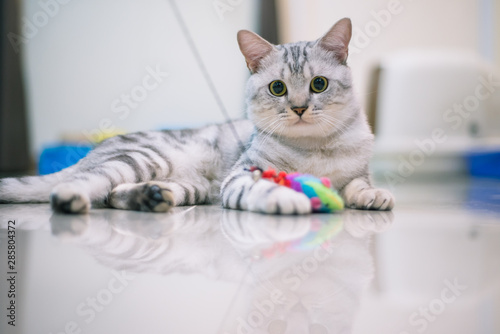 Slika na platnu American shorthair cat looking at camera and playing with a toy at home