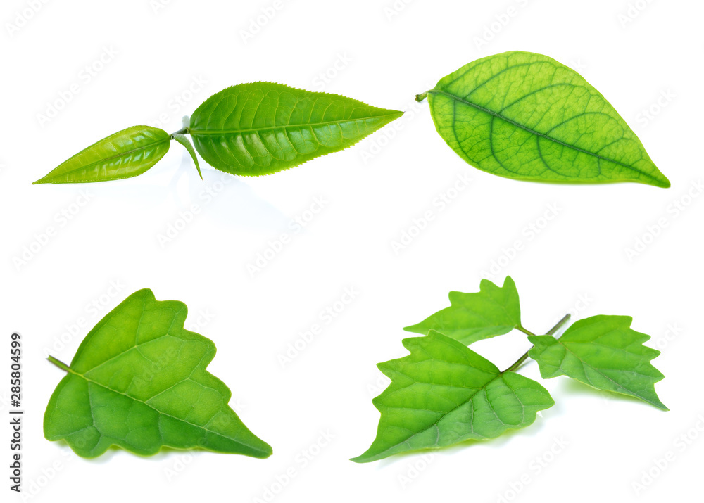 leaves on white background leaves on white background
