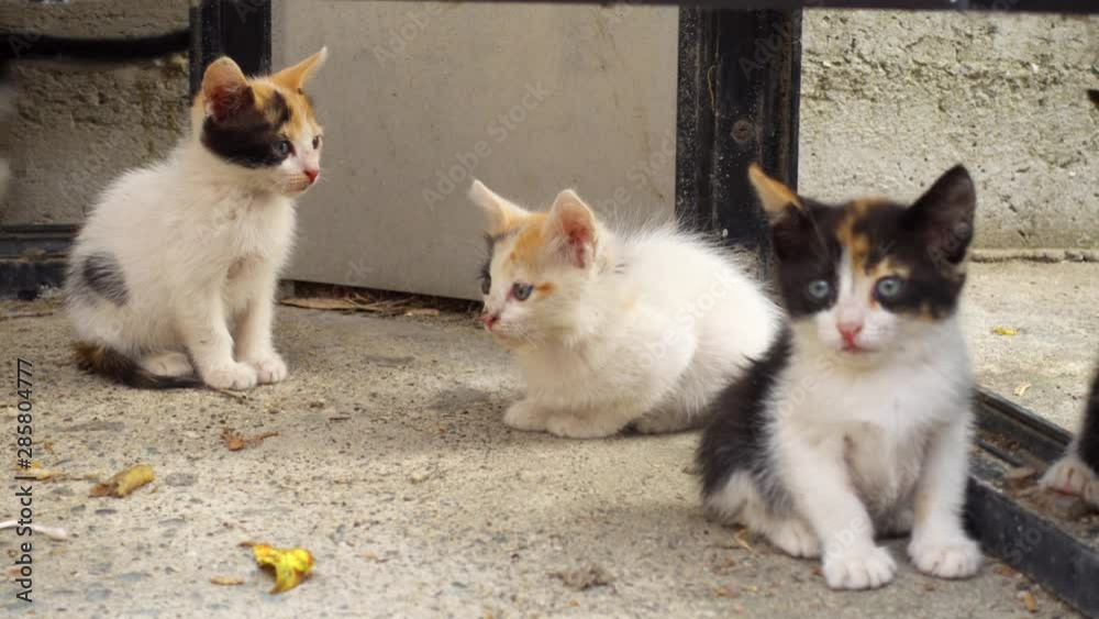 Рomeless cute kittens playing outside. Adorable street little cats brothers. Stray kitties having fun together Рomeless cute kittens playing outside. Adorable street little cats brothers. Stray kitties having fun together
