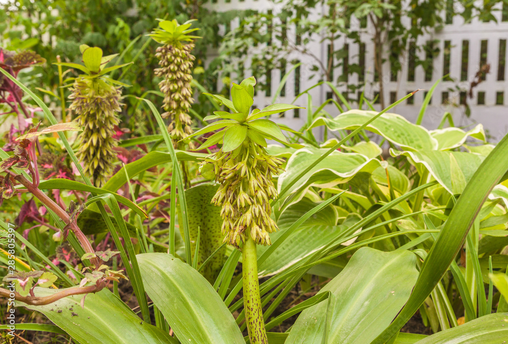 Obraz premium Eucomis bicolor in garden