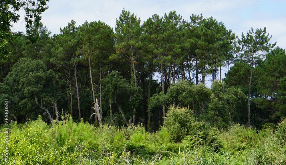 Fototapeta premium Forêt des landes France