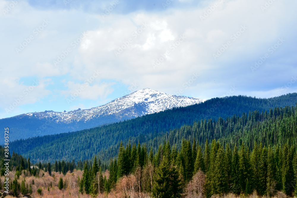 The mountain peaks of Snow in the mountains, the Forest of Pine, Spruce Picturesque panorama of a Green summer spring outdoor Sky