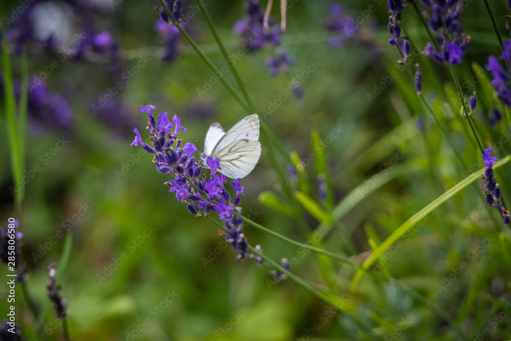 Wild Nature Meadow Field with Butterfly Wild Nature Meadow Field with Butterfly