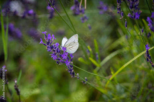 Wild Nature Meadow Field with Butterfly