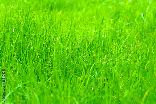 green grass on the lawn closeup. Background and texture. Garden work. Cut the lawn