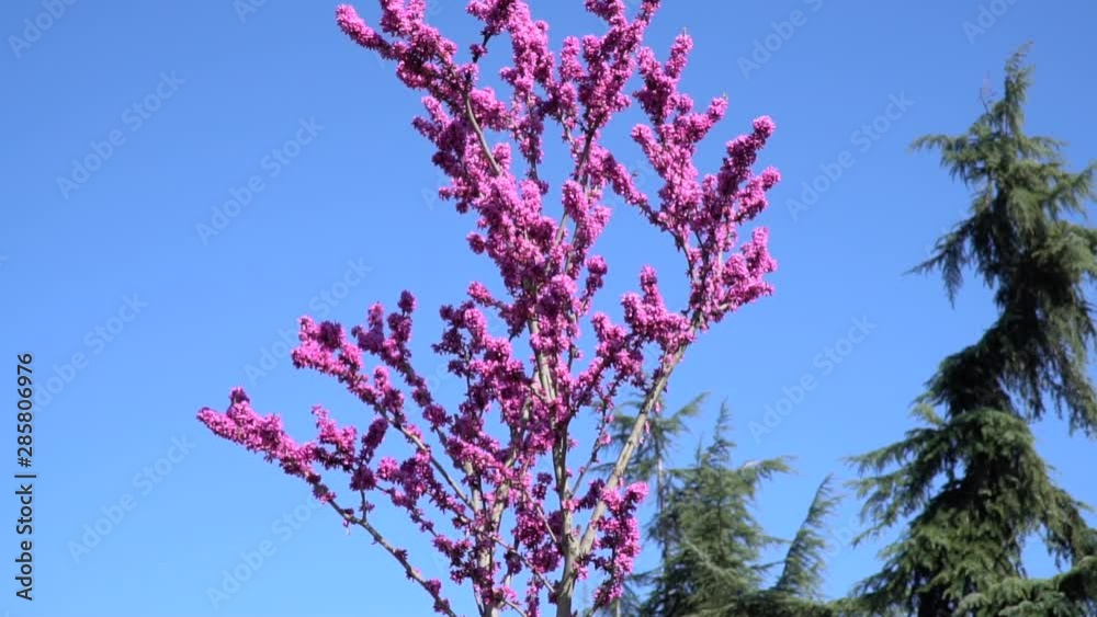 Zoom In to Flowers of Redbud Tree in Slow Motion