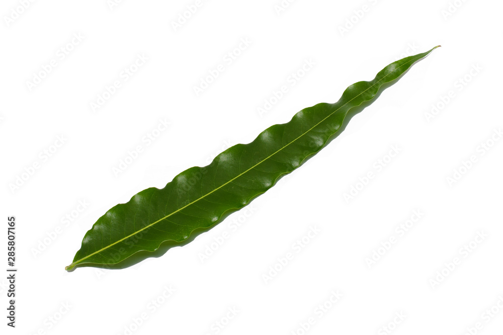 Obraz premium green leaf isolated on white