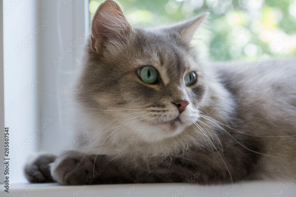 Beautiful, cute, gray cat in the interior of the house.