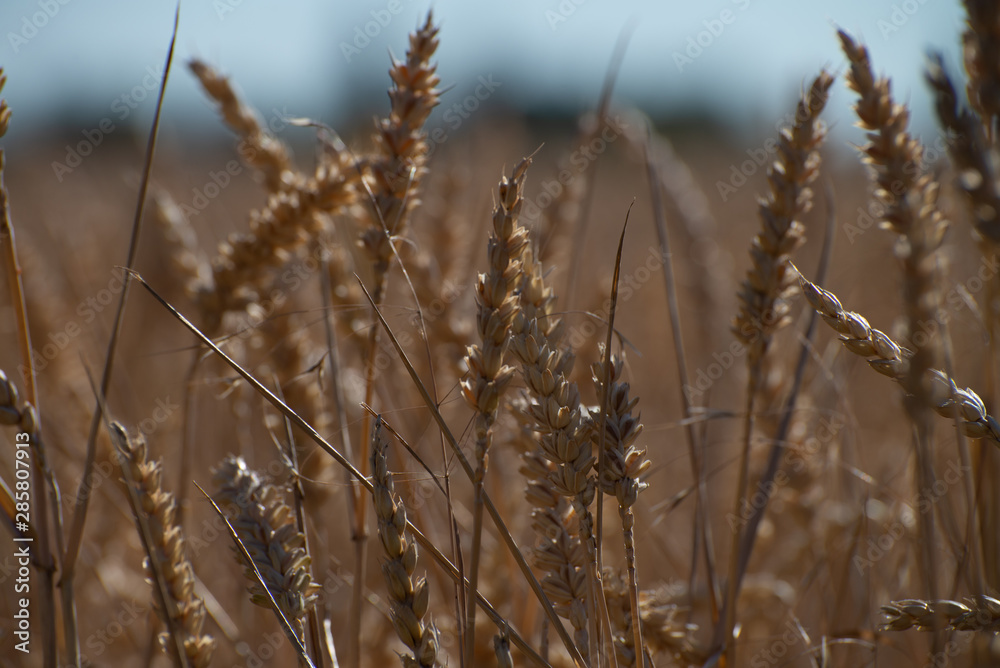 Fototapeta premium Weizenfeld