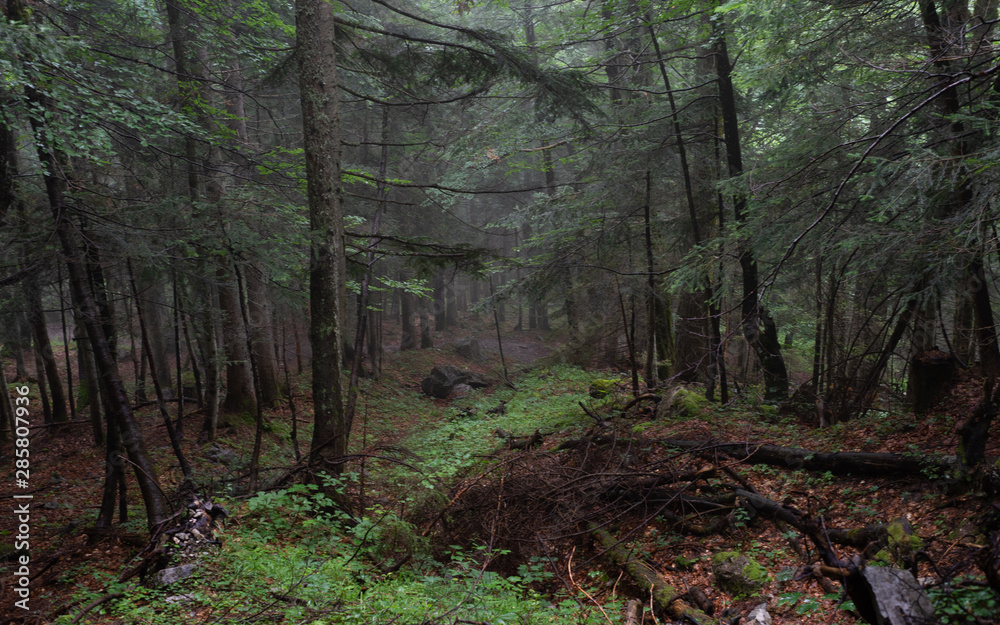 Mystischer Wald Mystischer Wald