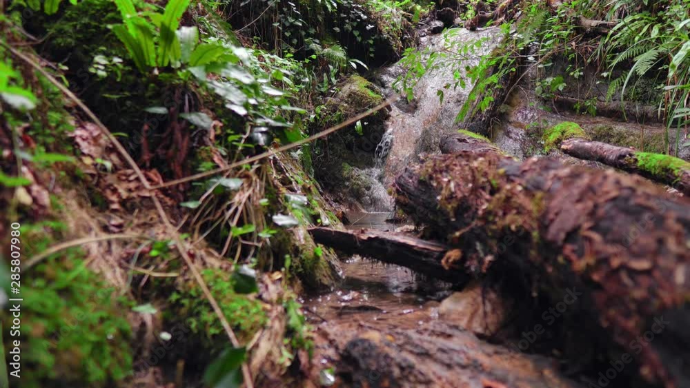 Mountain stream among forests and grass.The Creek amidst the tropical greenery. Mountain stream among forests and grass.The Creek amidst the tropical greenery.