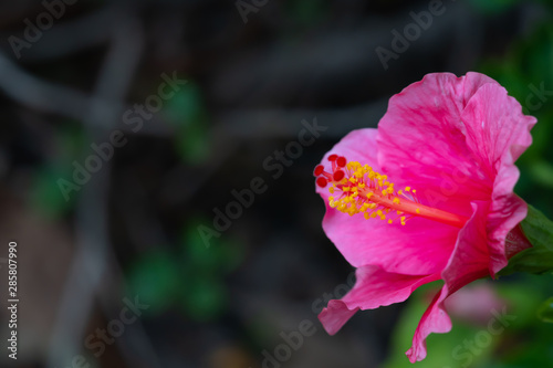 beautiful Single flower with green leaves background