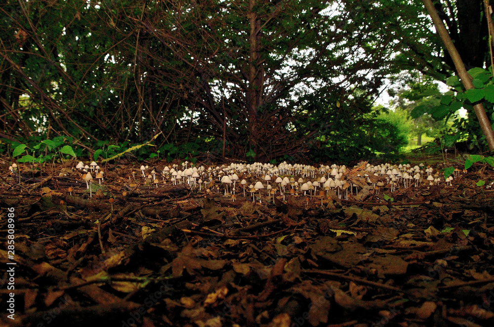 Little mushrooms like Smurfs village Little mushrooms like Smurfs village