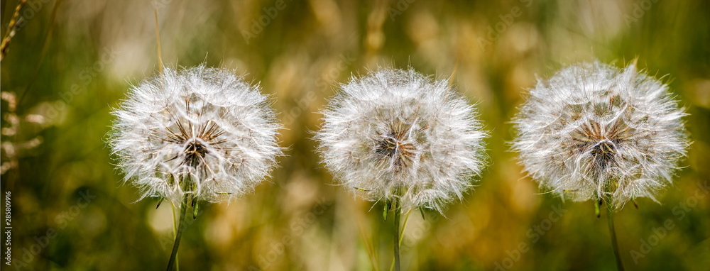 Autumn background with a mature dandelion, Autumn background with a mature dandelion,
