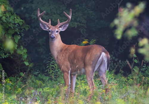 White-tailed deer buck on an early morning with velvet antlers in summer in Canada © Jim Cumming