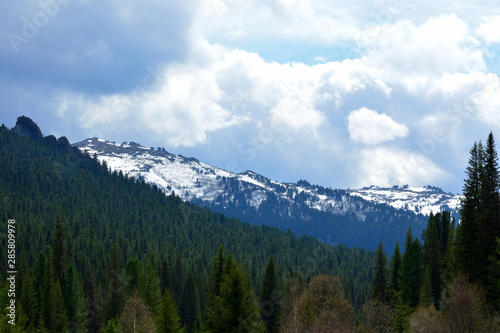 Mountain nature mountains snow on the mountains, the Forest of Pine, Spruce Picturesque panorama of a Green summer spring outdoor Sky © Olga