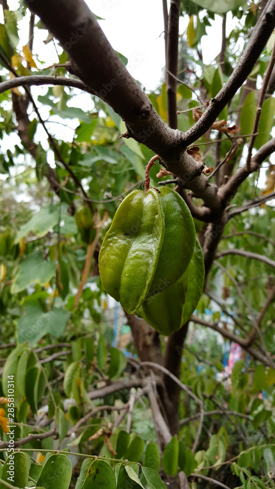 Star apple( Carambola) fruit on the tree Star apple( Carambola) fruit on the tree