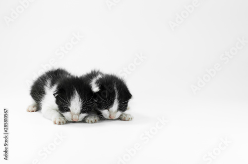 Cute small black and white kitten on a white background,First day after birth