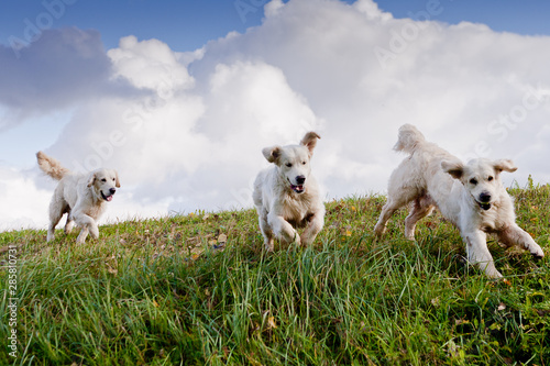 Fototapeta Naklejka Na Ścianę i Meble -  Labrador Retriever running in a grass field. Dog walking and playing in park. Happy pet in the wild