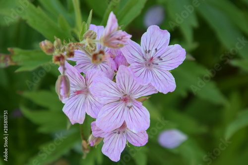 pink flower