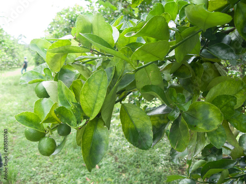 Orange citrus trees orchard heavily infected with huanglongbing HLB yellow dragon or citrus greening plague deadly disease caused by candidatus liberibacter bacteria	 photo
