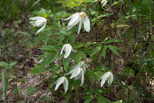 Wild Knyazhik Siberian Liana (Atragene sibirica L.) of the genus Clematis, of the Buttercup family in the woods. photo