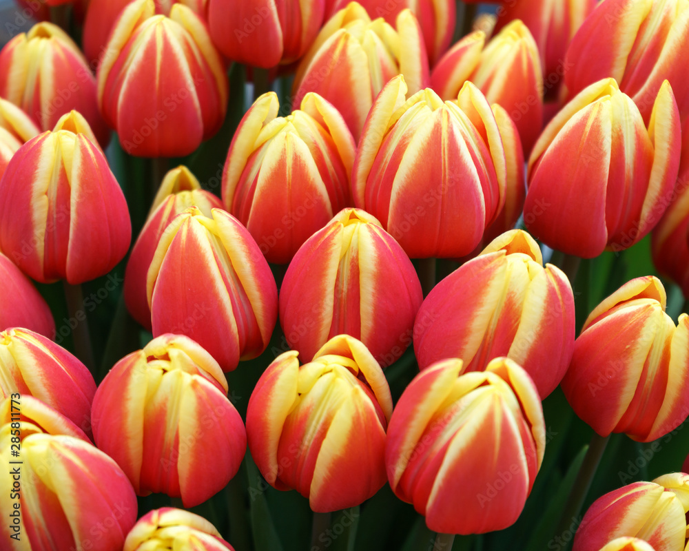 Fototapeta premium beautiful pink and yellow tulip flowers in spring garden.