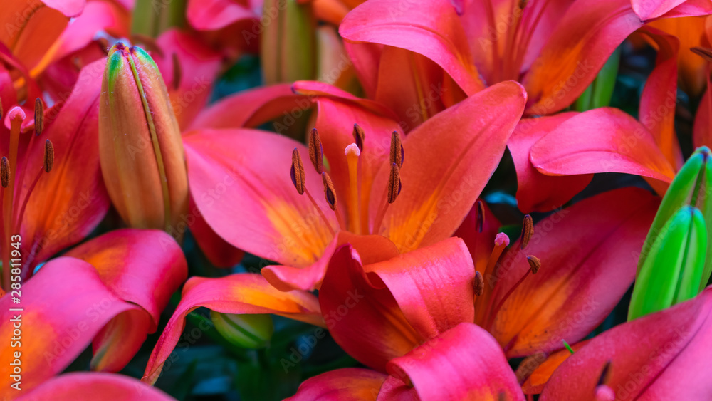 orange lily flowers growing in a summer garden. orange lily flowers growing in a summer garden.