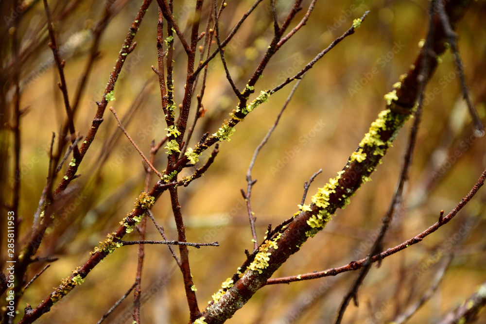 Nature Green Spring summer Wild close-up of Willow Branches Moss Mold on the branches of Flowering Nature Green Spring summer Wild close-up of Willow Branches Moss Mold on the branches of Flowering
