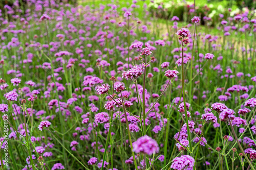 Verbena or pigeon grass. Lilac garden flowers.