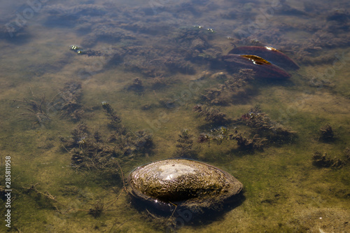 River shell on the shore