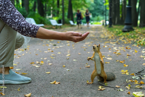 Squirrel eating nuts from human hand. Squirrel and human.