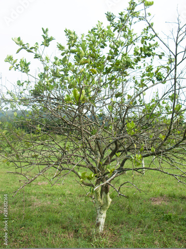 Orange citrus trees orchard heavily infected with huanglongbing HLB yellow dragon or citrus greening plague deadly disease caused by candidatus liberibacter bacteria	 photo