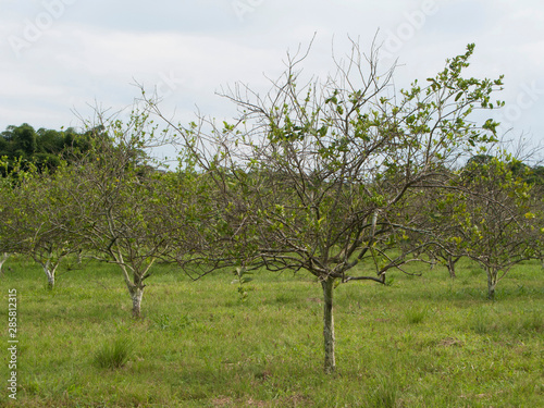 Orange citrus trees orchard heavily infected with huanglongbing HLB yellow dragon or citrus greening plague deadly disease caused by candidatus liberibacter bacteria	 photo