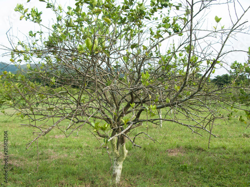 Orange citrus trees orchard heavily infected with huanglongbing HLB yellow dragon or citrus greening plague deadly disease caused by candidatus liberibacter bacteria	 photo