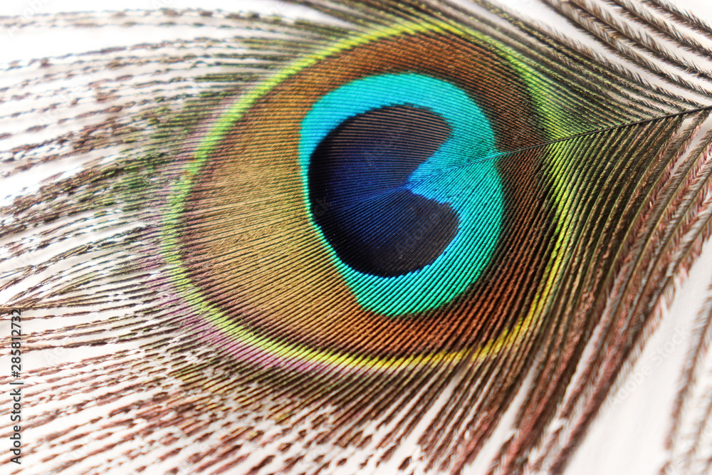 Obraz premium Peacock Feather Images