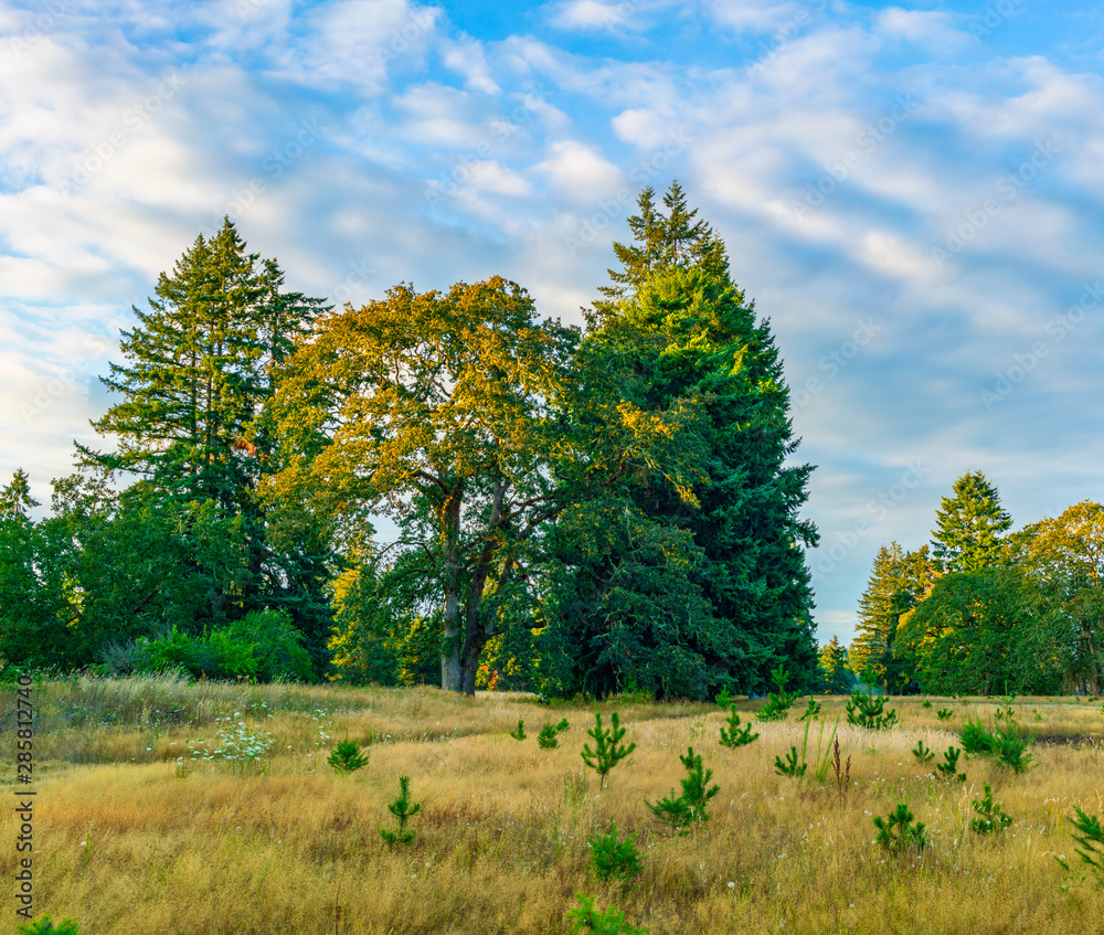Trees And Grassland Along Oakland Bay, Washington State Trees And Grassland Along Oakland Bay, Washington State