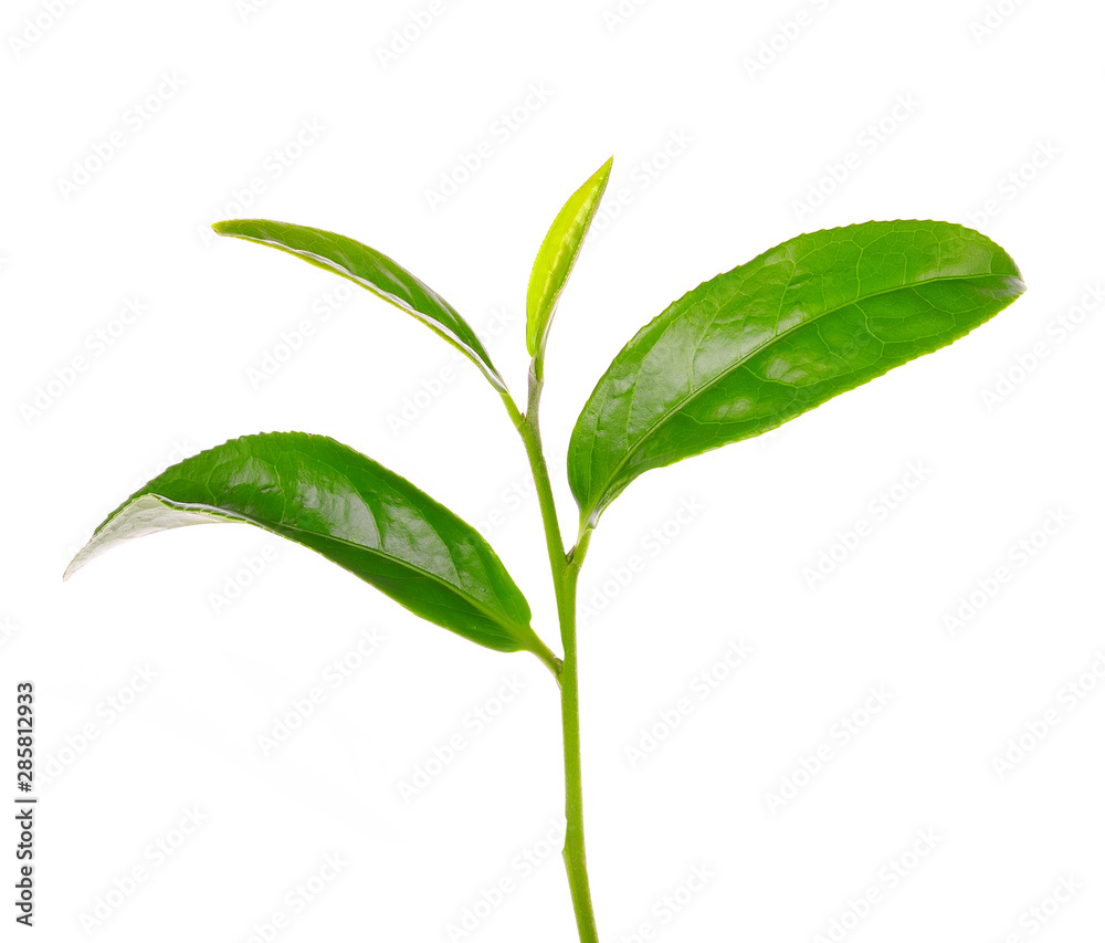 Obraz premium green tea leaf isolated on white background