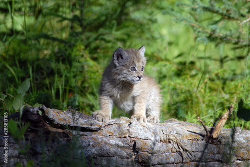 Baby Lynx © Michael