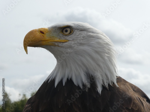 bald eagle