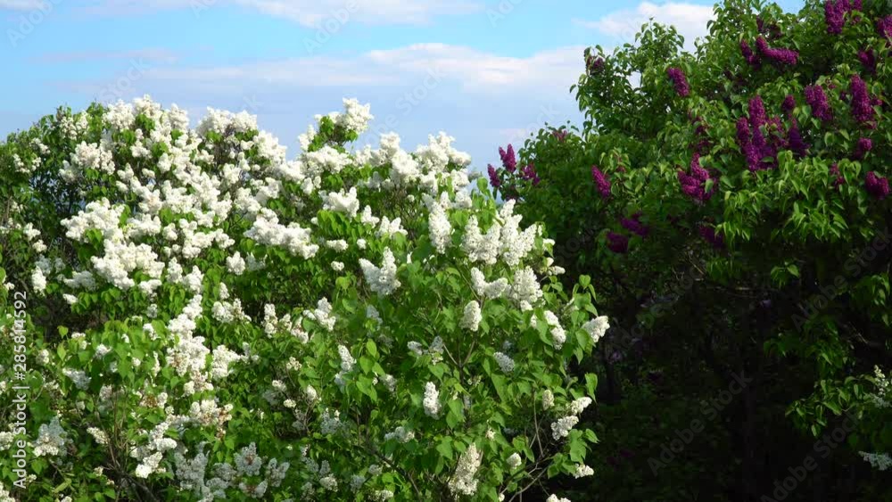 Spring Blooming Lilac Trees Daylight Spring Blooming Lilac Trees Daylight