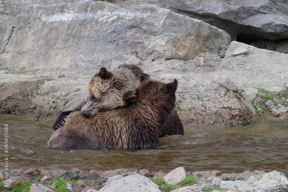 Fototapeta premium Jeux d'ours grizzli
