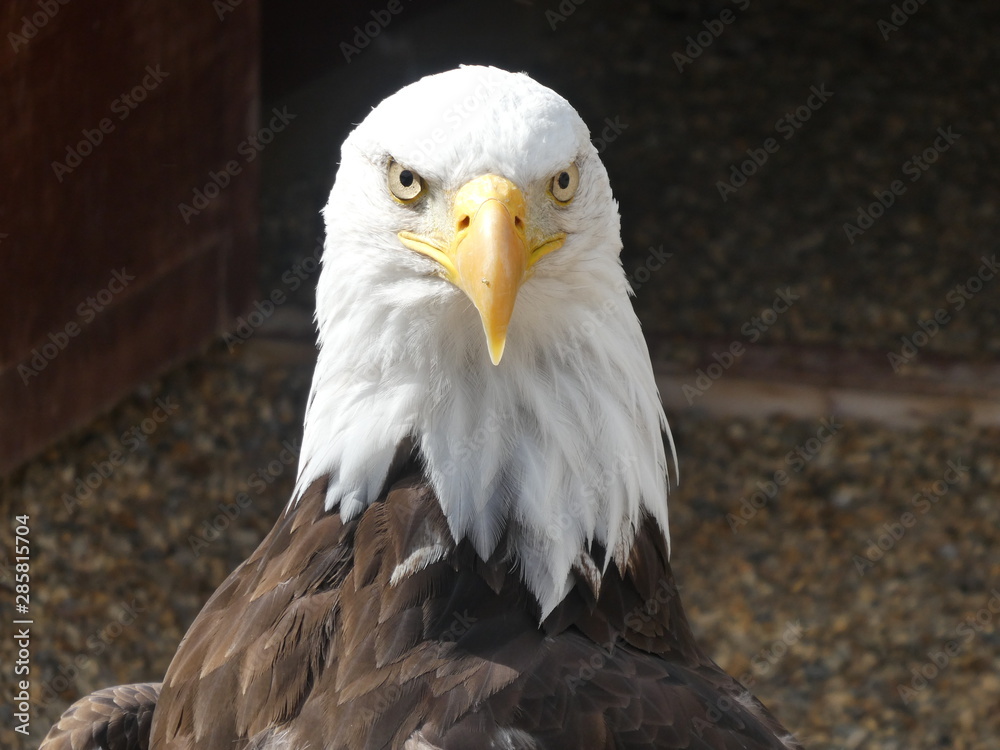 Obraz premium bald eagle