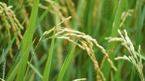 Field , rice plant