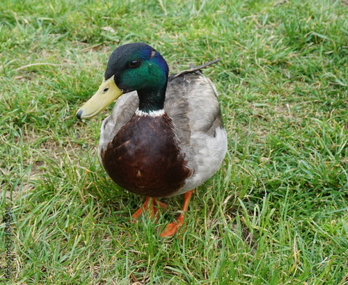 Mallard