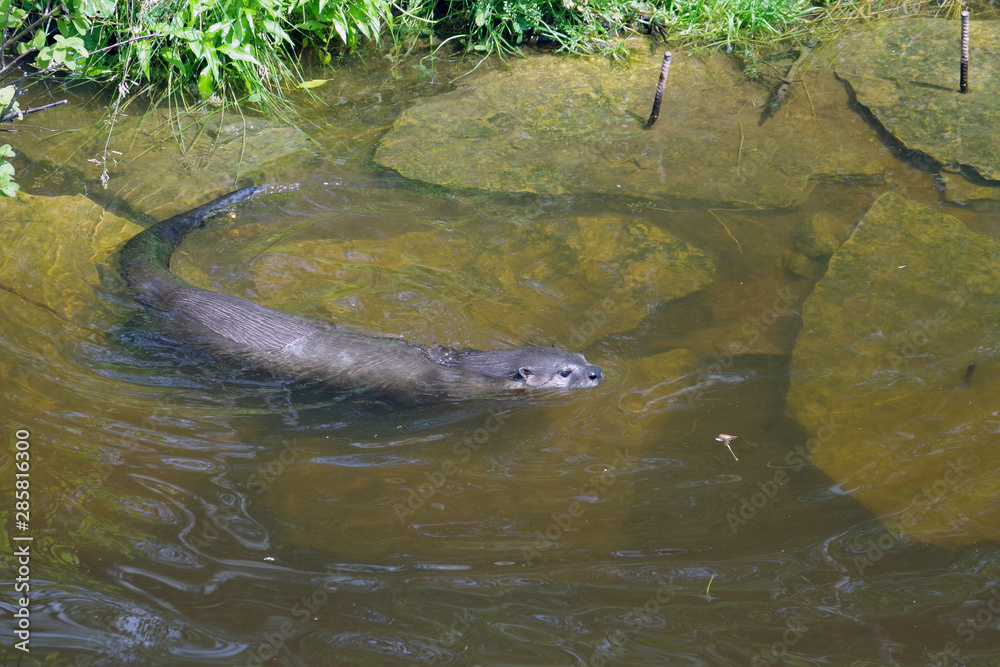 Obraz premium Vison d'Amérique
