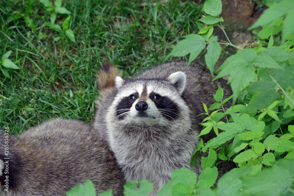 Fototapeta premium Raton laveur