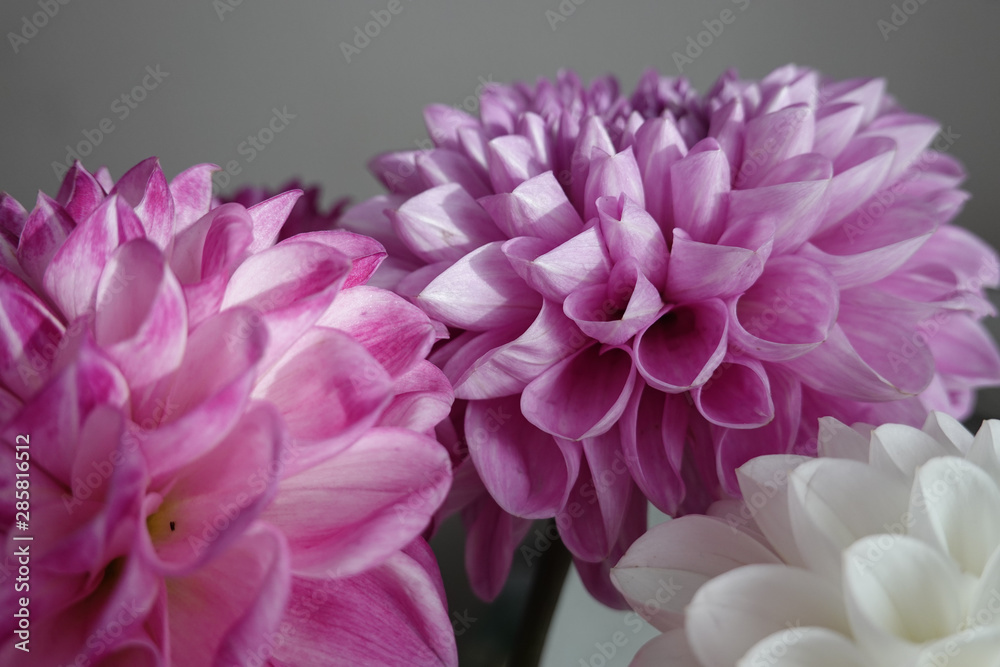 Pink and white dahlia flowers. Close up