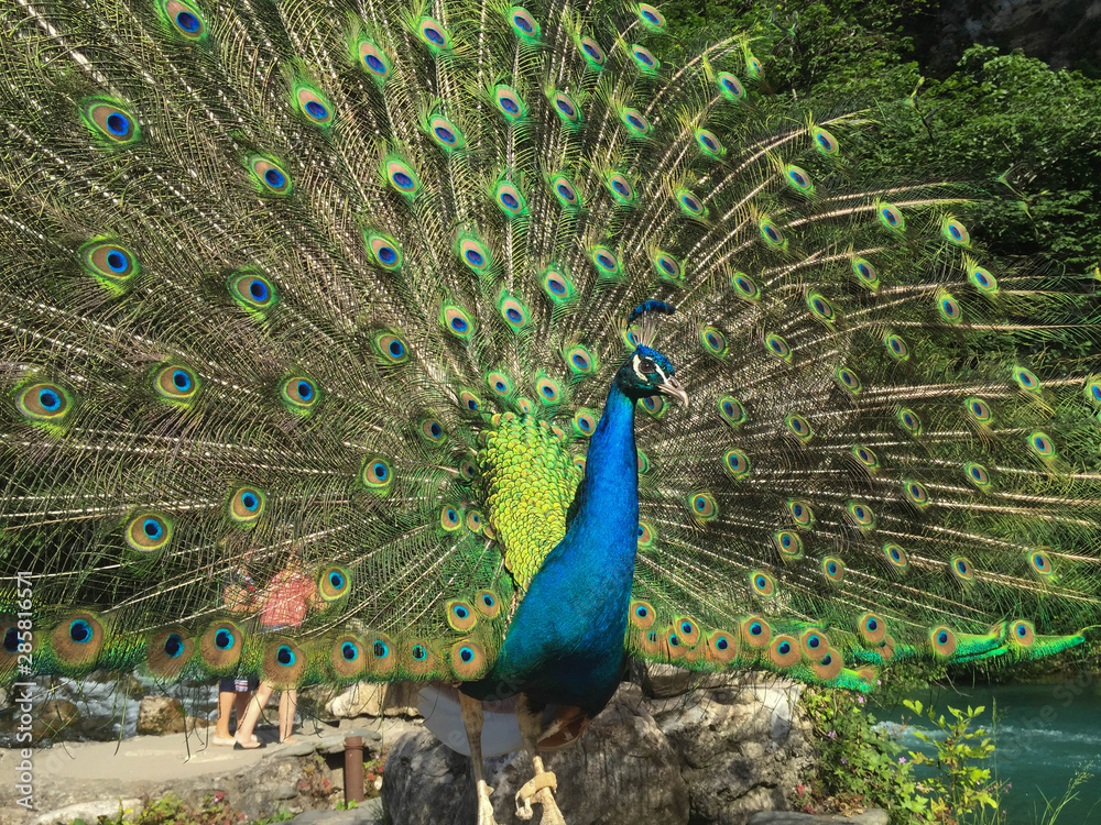 Obraz premium peafowl