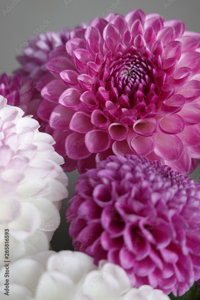 Pink and white dahlia flowers. Close up